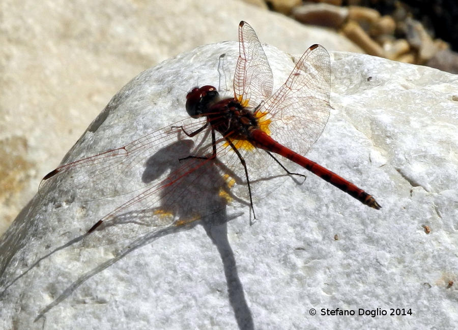 libellule israeliane: Trithemis arteriosa & O. chrysostigma